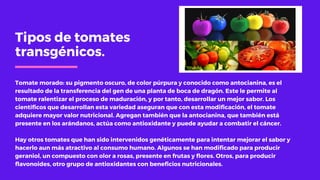 Tipos de tomates
transgénicos.
Tomate morado: su pigmento oscuro, de color púrpura y conocido como antocianina, es el
resultado de la transferencia del gen de una planta de boca de dragón. Este le permite al
tomate ralentizar el proceso de maduración, y por tanto, desarrollar un mejor sabor. Los
científicos que desarrollan esta variedad aseguran que con esta modificación, el tomate
adquiere mayor valor nutricional. Agregan también que la antocianina, que también está
presente en los arándanos, actúa como antioxidante y puede ayudar a combatir el cáncer.
Hay otros tomates que han sido intervenidos genéticamente para intentar mejorar el sabor y
hacerlo aun más atractivo al consumo humano. Algunos se han modificado para producir
geraniol, un compuesto con olor a rosas, presente en frutas y flores. Otros, para producir
flavonoides, otro grupo de antioxidantes con beneficios nutricionales.
 