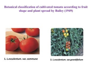 Tomato Classification Tomato-1.ppt