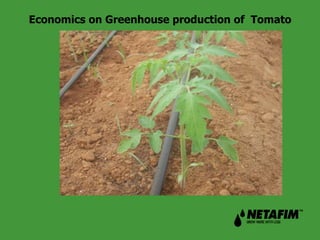 Economics on Greenhouse production of Tomato 
 