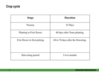 Crop cycle 
3 
Stage Duration 
Nursery 25 Days 
Planting to First flower 40 days after Trans planting. 
First flower to first picking 60 to 70 days after the flowering. 
Harvesting period 5 to 6 months 
 