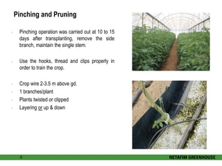 Pinching and Pruning 
- Pinching operation was carried out at 10 to 15 
days after transplanting, remove the side 
branch, maintain the single stem. 
- Use the hooks, thread and clips properly in 
order to train the crop. 
- Crop wire 2-3.5 m above gd. 
- 1 branches/plant 
- Plants twisted or clipped 
- Layering or up & down 
6 
 