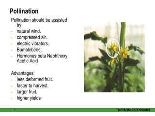 Pollination 
Pollination should be assisted 
by 
- natural wind. 
- compressed air. 
- electric vibrators. 
- Bumblebees. 
- Hormones beta Naphthoxy 
Acetic Acid 
Advantages 
- less deformed fruit. 
- faster to harvest. 
- larger fruit. 
- higher yields 
7 
 