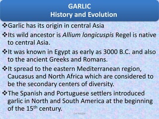 Garlic has its origin in central Asia
Its wild ancestor is Allium longicuspis Regel is native
to central Asia.
It was known in Egypt as early as 3000 B.C. and also
to the ancient Greeks and Romans.
It spread to the eastern Mediterranean region,
Caucasus and North Africa which are considered to
be the secondary centers of diversity.
The Spanish and Portuguese settlers introduced
garlic in North and South America at the beginning
of the 15th century.
GARLIC
History and Evolution
Dar Maajid
 