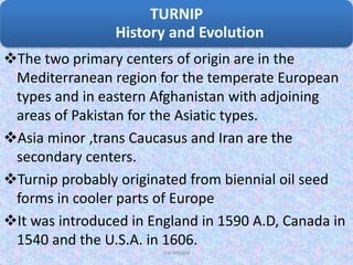 The two primary centers of origin are in the
Mediterranean region for the temperate European
types and in eastern Afghanistan with adjoining
areas of Pakistan for the Asiatic types.
Asia minor ,trans Caucasus and Iran are the
secondary centers.
Turnip probably originated from biennial oil seed
forms in cooler parts of Europe
It was introduced in England in 1590 A.D, Canada in
1540 and the U.S.A. in 1606.
TURNIP
History and Evolution
Dar Maajid
 