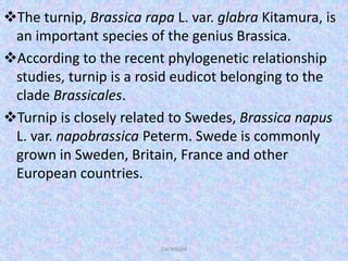The turnip, Brassica rapa L. var. glabra Kitamura, is
an important species of the genius Brassica.
According to the recent phylogenetic relationship
studies, turnip is a rosid eudicot belonging to the
clade Brassicales.
Turnip is closely related to Swedes, Brassica napus
L. var. napobrassica Peterm. Swede is commonly
grown in Sweden, Britain, France and other
European countries.
Dar Maajid
 