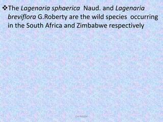 The Lagenaria sphaerica Naud. and Lagenaria
breviflora G.Roberty are the wild species occurring
in the South Africa and Zimbabwe respectively
Dar Maajid
 