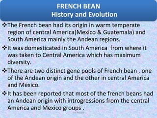 The French bean had its origin in warm temperate
region of central America(Mexico & Guatemala) and
South America mainly the Andean regions.
It was domesticated in South America from where it
was taken to Central America which has maximum
diversity.
There are two distinct gene pools of French bean , one
of the Andean origin and the other in central America
and Mexico.
It has been reported that most of the french beans had
an Andean origin with introgressions from the central
America and Mexico groups .
FRENCH BEAN
History and Evolution
Dar Maajid
 