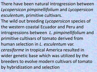 There have been natural introgression between
Lycopersicon pimpinellifolium and Lycopersicon
esculentum, primitive cultivars.
The wild out breeding Lycopersicon species of
the western coastal Ecuador and Peru and
introgressions between L. pimpinellifolium and
primitive cultivars of tomato derived from
human selection in L. esculentum var.
cerasiforme in tropical America resulted in
wider genetic base which was utilized by the
breeders to evolve modern cultivars of tomato
by hybridization and selectionDar Maajid
 