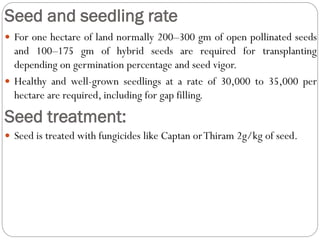Seed and seedling rate
 For one hectare of land normally 200–300 gm of open pollinated seeds
and 100–175 gm of hybrid seeds are required for transplanting
depending on germination percentage and seed vigor.
 Healthy and well-grown seedlings at a rate of 30,000 to 35,000 per
hectare are required, including for gap filling.
Seed treatment:
 Seed is treated with fungicides like Captan orThiram 2g/kg of seed.
 