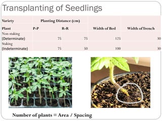 Transplanting of Seedlings
Variety Planting Distance (cm)
Width of Bed Width ofTrench
Plant P-P R-R
Non-staking
(Determinate) 75 75 125 30
Staking
(Indeterminate) 75 50 100 30
Number of plants = Area / Spacing
 