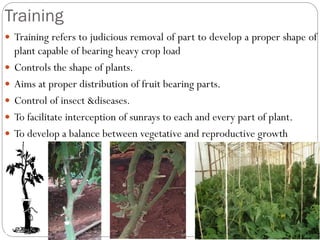 Training
 Training refers to judicious removal of part to develop a proper shape of
plant capable of bearing heavy crop load
 Controls the shape of plants.
 Aims at proper distribution of fruit bearing parts.
 Control of insect &diseases.
 To facilitate interception of sunrays to each and every part of plant.
 To develop a balance between vegetative and reproductive growth
 