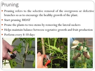 Pruning
 Pruning refers to the selective removal of the overgrown or defective
branches so as to encourage the healthy growth of the plant.
 Start pruning 30DAT
 Prune the plants to two stems by removing the lateral suckers
 Helps maintain balance between vegetative growth and fruit production
 Perform every 8-10 days
 