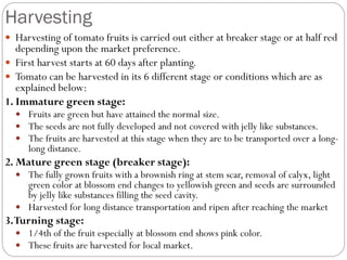 Harvesting
 Harvesting of tomato fruits is carried out either at breaker stage or at half red
depending upon the market preference.
 First harvest starts at 60 days after planting.
 Tomato can be harvested in its 6 different stage or conditions which are as
explained below:
1. Immature green stage:
 Fruits are green but have attained the normal size.
 The seeds are not fully developed and not covered with jelly like substances.
 The fruits are harvested at this stage when they are to be transported over a long-
long distance.
2. Mature green stage (breaker stage):
 The fully grown fruits with a brownish ring at stem scar, removal of calyx, light
green color at blossom end changes to yellowish green and seeds are surrounded
by jelly like substances filling the seed cavity.
 Harvested for long distance transportation and ripen after reaching the market
3.Turning stage:
 1/4th of the fruit especially at blossom end shows pink color.
 These fruits are harvested for local market.
 