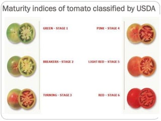 Maturity indices of tomato classified by USDA
 