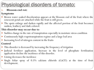Physiological disorders of tomato:
1. Blossom end rot:
Symptoms
 Brown water soaked discoloration appears at the blossom end of the fruit where the
senescent petals are attached while the fruit is still green.
 The spots enlarge and darken rapidly and the affected portion of the fruit becomes
sunken, leathery and dark colored.
This disorder may occur due to
 Sudden change in the rate of transpiration especially in moisture stress condition
 Continuously high evapotranspiration regime and a large leaf area
 Increasing level of nitrogen content in the fruits
Control
 This disorder is decreased by increasing the frequency of irrigation
 Judicial fertilizer application. Increase in the level of phosphate fertilization
application decline the incidence of this disorder.
 Liming decreases the incidence
 Single foliar spray of 0.5% calcium chloride (CaCl2) at the time of fruit
development.
 