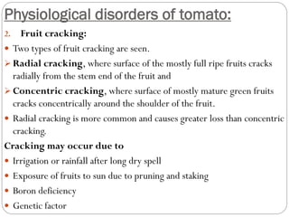 Physiological disorders of tomato:
2. Fruit cracking:
 Two types of fruit cracking are seen.
 Radial cracking, where surface of the mostly full ripe fruits cracks
radially from the stem end of the fruit and
 Concentric cracking, where surface of mostly mature green fruits
cracks concentrically around the shoulder of the fruit.
 Radial cracking is more common and causes greater loss than concentric
cracking.
Cracking may occur due to
 Irrigation or rainfall after long dry spell
 Exposure of fruits to sun due to pruning and staking
 Boron deficiency
 Genetic factor
 