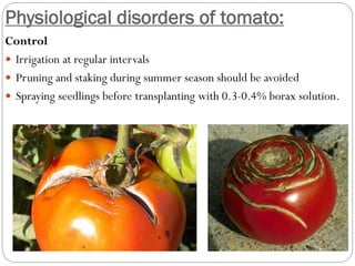Physiological disorders of tomato:
Control
 Irrigation at regular intervals
 Pruning and staking during summer season should be avoided
 Spraying seedlings before transplanting with 0.3-0.4% borax solution.
 