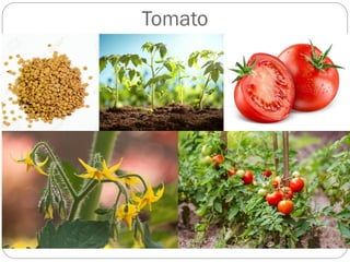 Tomato
 