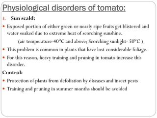 Physiological disorders of tomato:
3. Sun scald:
 Exposed portion of either green or nearly ripe fruits get blistered and
water soaked due to extreme heat of scorching sunshine.
(air temperature-40°C and above; Scorching sunlight- 50°C )
 This problem is common in plants that have lost considerable foliage.
 For this reason, heavy training and pruning in tomato increase this
disorder.
Control:
 Protection of plants from defoliation by diseases and insect pests
 Training and pruning in summer months should be avoided
 