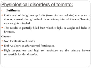 Physiological disorders of tomato:
4. Puffiness:
 Outer wall of the grown up fruits (two-third normal size) continues to
develop normally but growth of the remaining internal tissues (Placenta,
mesocarp) is retarded
 This results in partially filled fruit which is light in weight and lacks in
firmness.
Causes:
 Non fertilization of ovules
 Embryo abortion after normal fertilization
 High temperature and high soil moisture are the primary factors
responsible for this disorder.
 