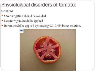Physiological disorders of tomato:
Control
 Over irrigation should be avoided
 Less nitrogen should be applied
 Boron should be applied by spraying 0.3-0.4% borax solution.
 