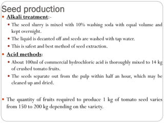 Seed production
 Alkali treatment:-
 The seed slurry is mixed with 10% washing soda with equal volume and
kept overnight.
 The liquid is decanted off and seeds are washed with tap water.
 This is safest and best method of seed extraction.
 Acid methods:
 About 100ml of commercial hydrochloric acid is thoroughly mixed to 14 kg
of crushed tomato fruits.
 The seeds separate out from the pulp within half an hour, which may be
cleaned up and dried.
 The quantity of fruits required to produce 1 kg of tomato seed varies
from 150 to 200 kg depending on the variety.
 