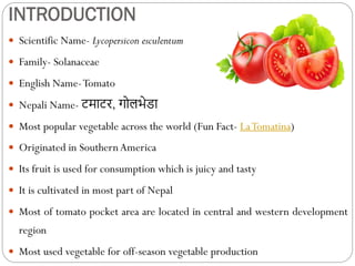 INTRODUCTION
 Scientific Name- Lycopersicon esculentum
 Family- Solanaceae
 English Name-Tomato
 Nepali Name- टमाटर, गोलभेडा
 Most popular vegetable across the world (Fun Fact- LaTomatina)
 Originated in SouthernAmerica
 Its fruit is used for consumption which is juicy and tasty
 It is cultivated in most part of Nepal
 Most of tomato pocket area are located in central and western development
region
 Most used vegetable for off-season vegetable production
 