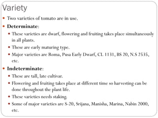 Variety
 Two varieties of tomato are in use.
 Determinate:
 These varieties are dwarf, flowering and fruiting takes place simultaneously
in all plants.
 These are early maturing type.
 Major varieties are Roma, Pusa Early Dwarf, CL 1131, BS 20, N.S 2535,
etc.
 Indeterminate:
 These are tall, late cultivar.
 Flowering and fruiting takes place at different time so harvesting can be
done throughout the plant life.
 These varieties needs staking.
 Some of major varieties are S-20, Srijana, Manisha, Marina, Nabin 2000,
etc.
 