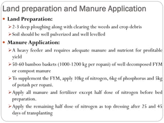 Land preparation and Manure Application
 Land Preparation:
2-3 deep ploughing along with clearing the weeds and crop debris
Soil should be well pulverized and well levelled
 Manure Application:
A heavy feeder and requires adequate manure and nutrient for profitable
yield
50-60 bamboo baskets (1000-1200 kg per ropani) of well decomposed FYM
or compost manure
To supplement the FYM, apply 10kg of nitrogen, 6kg of phosphorus and 5kg
of potash per ropani.
Apply all manure and fertilizer except half dose of nitrogen before bed
preparation.
Apply the remaining half dose of nitrogen as top dressing after 25 and 45
days of transplanting
 