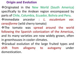 Origin and Evolution
Originated in the New World (South America)
specifically to the Andean region encompassed by
parts of Chile, Columbia, Ecuador, Bolivia and Peru.
Immediate ancestor : L. esculentum var.
cerasiforme (wild cherry tomato)
The tomato was spread around the world
following the Spanish colonization of the Americas,
and its many varieties are now widely grown, often
in greenhouses in cooler climates.
Gradual evolution of the large fruited types and
shift from allogamy to autogamy under
domestication.
 