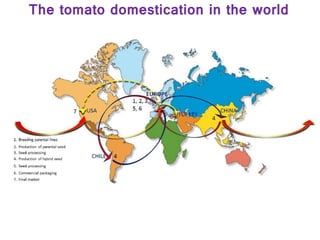 The tomato domestication in the world
 