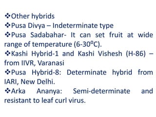 Other hybrids
Pusa Divya – Indeterminate type
Pusa Sadabahar- It can set fruit at wide
range of temperature (6-30⁰C).
Kashi Hybrid-1 and Kashi Vishesh (H-86) –
from IIVR, Varanasi
Pusa Hybrid-8: Determinate hybrid from
IARI, New Delhi.
Arka Ananya: Semi-determinate and
resistant to leaf curl virus.
 