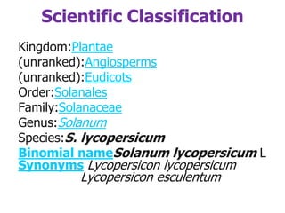 Scientific Classification
Kingdom:Plantae
(unranked):Angiosperms
(unranked):Eudicots
Order:Solanales
Family:Solanaceae
Genus:Solanum
Species:S. lycopersicum
Binomial nameSolanum lycopersicum L
Synonyms Lycopersicon lycopersicum
Lycopersicon esculentum
 