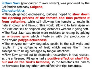 Flavr Savr (pronounced "flavor saver"), was produced by the
Californian company Calgene.
Characteristics
Through genetic engineering, Calgene hoped to slow down
the ripening process of the tomato and thus prevent it
from softening, while still allowing the tomato to retain its
natural colour and flavour. This would allow it to fully ripen on
the vine and still be shipped long distances without it going soft.
The Flavr Savr was made more resistant to rotting by adding
an antisense gene which interferes with the production of
the enzyme polygalacturonase.
The enzyme normally degrades pectin in the cell walls and
results in the softening of fruit which makes them more
susceptible to being damaged by fungal infections.
Flavr Savr turned out to disappoint researchers in that respect,
as the antisensed PG gene had a positive effect on shelf life,
but not on the fruit's firmness, so the tomatoes still had to
be harvested like any other unmodified vine-ripe tomatoes.
 