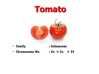 Tomato
 