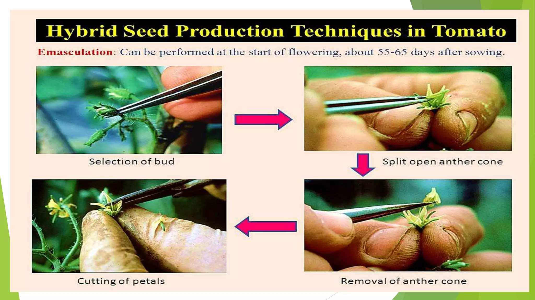 Seed production in tomato | PPTX