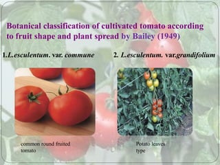 Advance production technology of Tomatos | PPTX