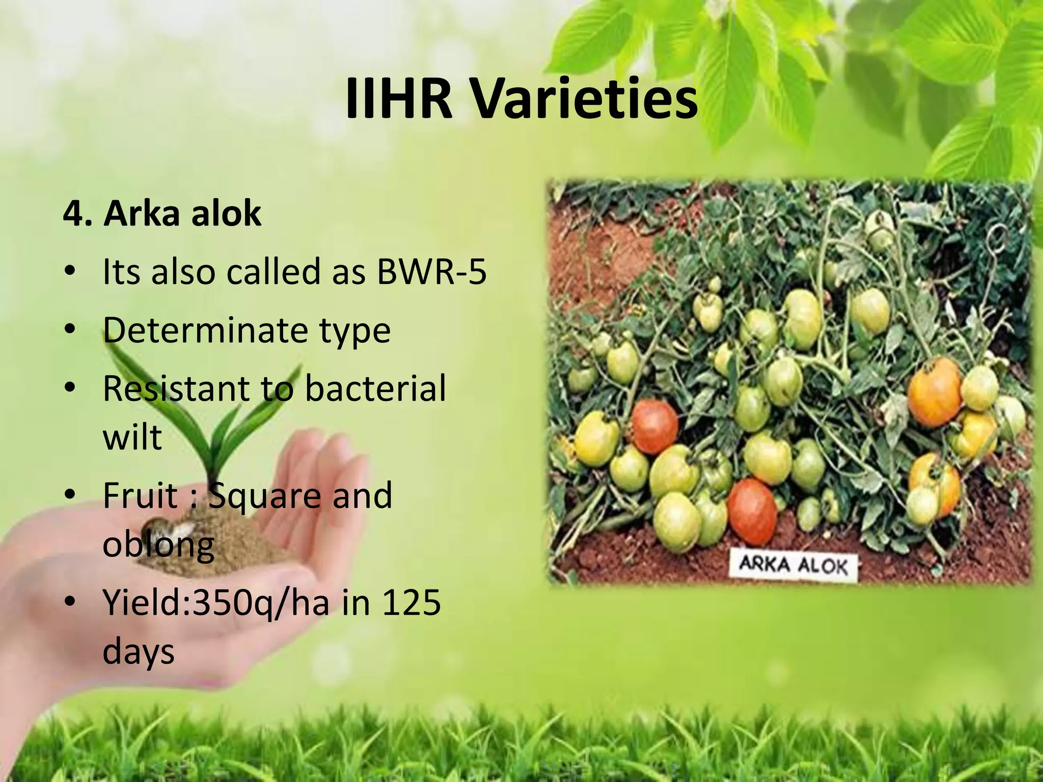 IIHR Varieties
4. Arka alok
• Its also called as BWR-5
• Determinate type
• Resistant to bacterial
wilt
• Fruit : Square and
oblong
• Yield:350q/ha in 125
days
 