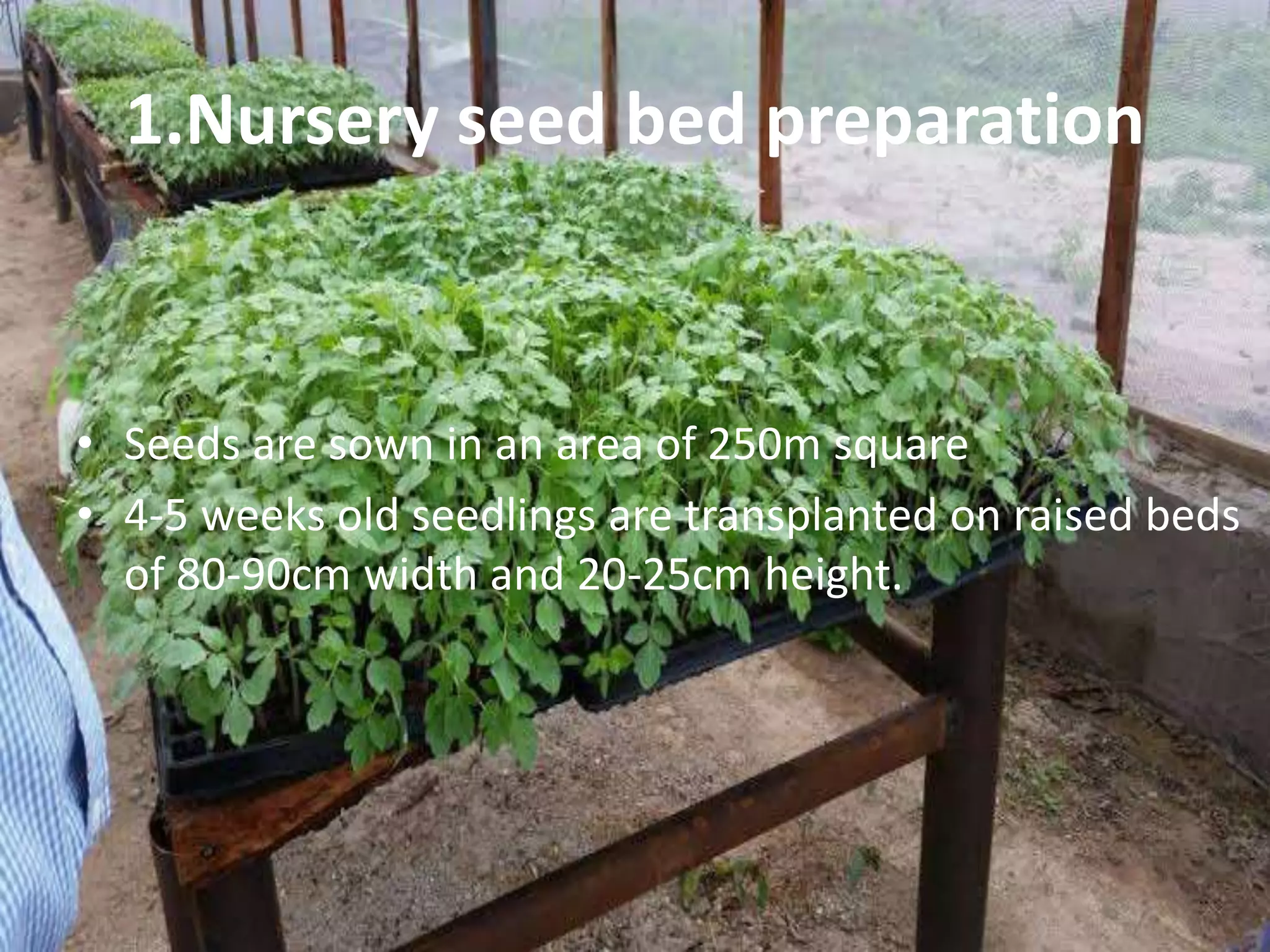 1.Nursery seed bed preparation
• Seeds are sown in an area of 250m square
• 4-5 weeks old seedlings are transplanted on raised beds
of 80-90cm width and 20-25cm height.
 