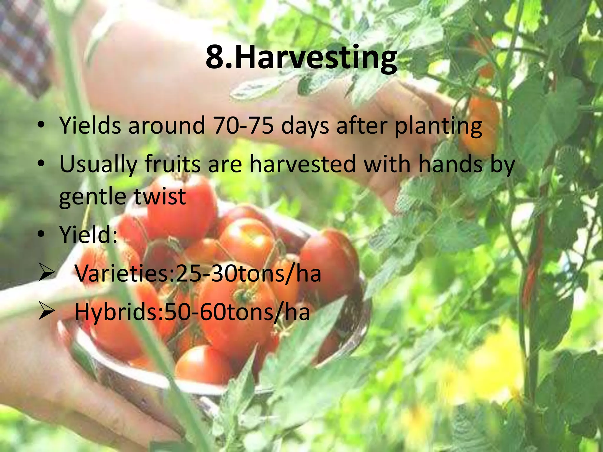 8.Harvesting
• Yields around 70-75 days after planting
• Usually fruits are harvested with hands by
gentle twist
• Yield:
 Varieties:25-30tons/ha
 Hybrids:50-60tons/ha
 
