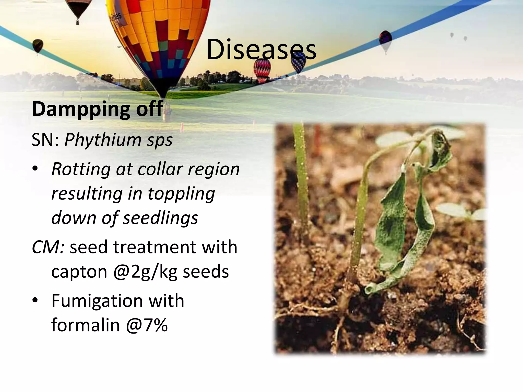 Diseases
Dampping off
SN: Phythium sps
• Rotting at collar region
resulting in toppling
down of seedlings
CM: seed treatment with
capton @2g/kg seeds
• Fumigation with
formalin @7%
 