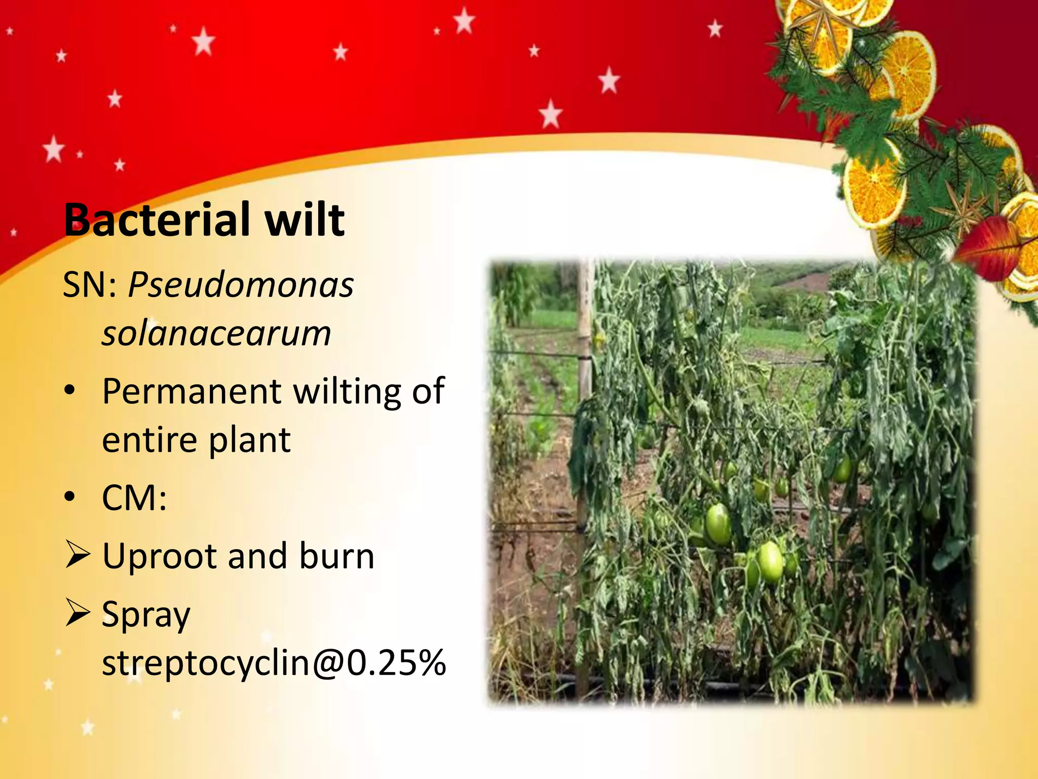 Bacterial wilt
SN: Pseudomonas
solanacearum
• Permanent wilting of
entire plant
• CM:
 Uproot and burn
 Spray
streptocyclin@0.25%
 