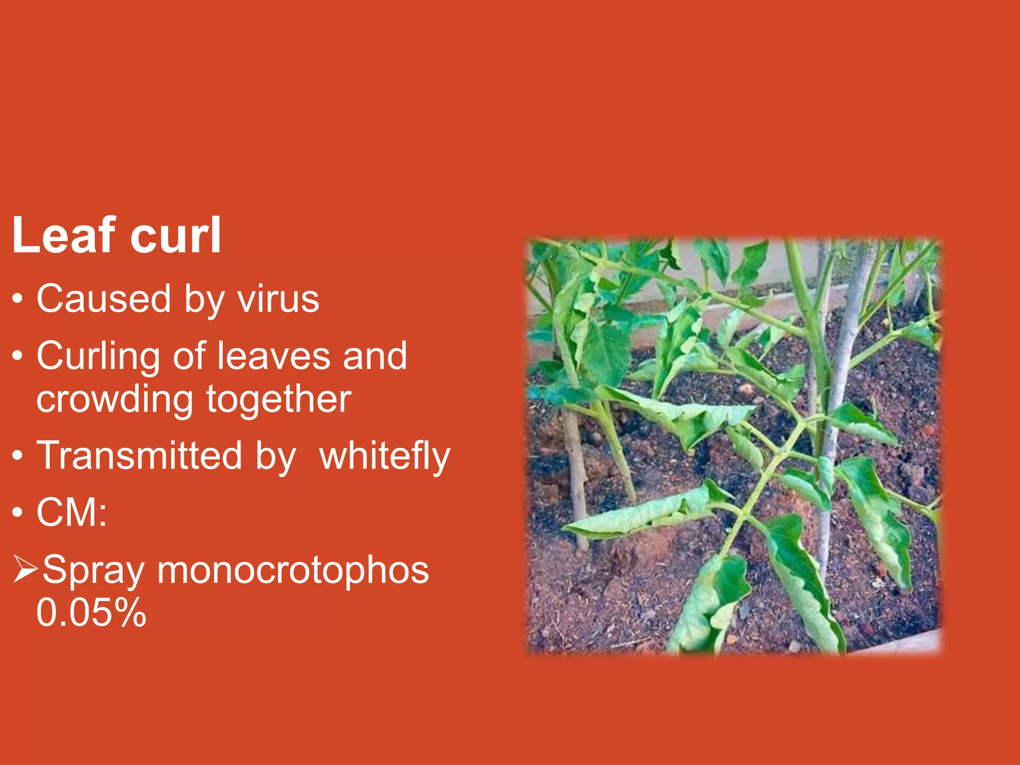 Leaf curl
• Caused by virus
• Curling of leaves and
crowding together
• Transmitted by whitefly
• CM:
Spray monocrotophos
0.05%
 