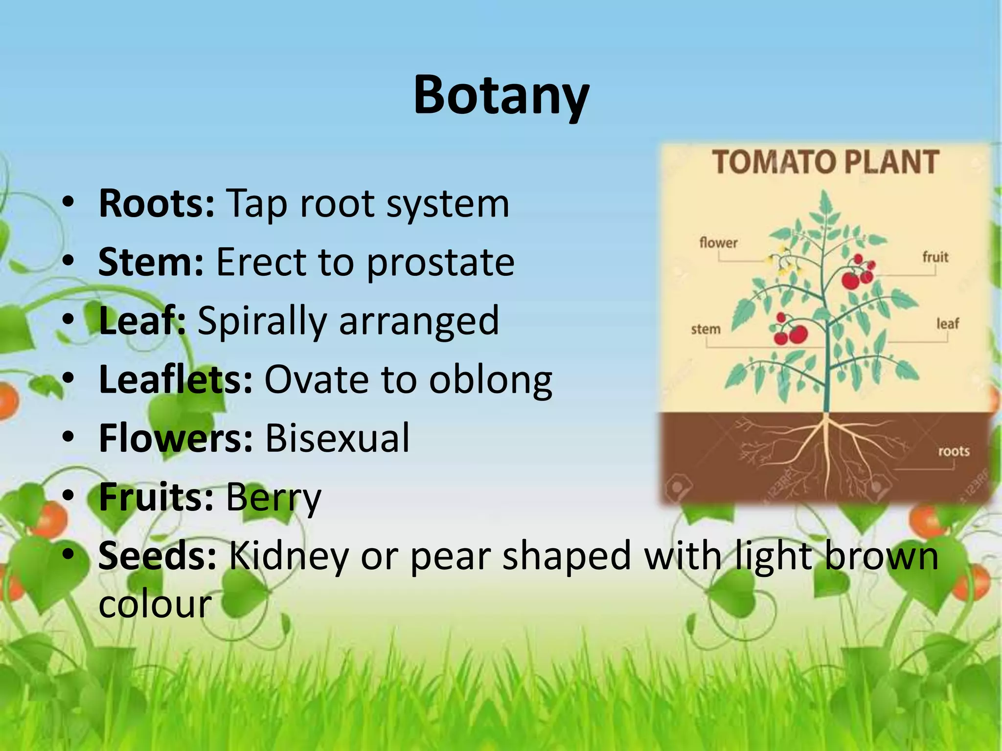 Botany
• Roots: Tap root system
• Stem: Erect to prostate
• Leaf: Spirally arranged
• Leaflets: Ovate to oblong
• Flowers: Bisexual
• Fruits: Berry
• Seeds: Kidney or pear shaped with light brown
colour
 