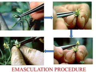 Emusculation Tomato_-Floral-biology-Emasculation-and-Hybridization-Technique.pdf