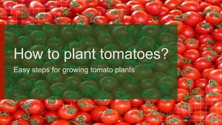 How to plant tomatoes?
Easy steps for growing tomato plants
 