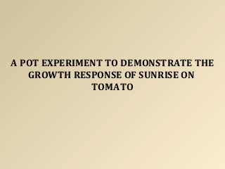 A POT EXPERIMENT TO DEMONSTRATE THE
GROWTH RESPONSE OF SUNRISE ON
TOMATO
 
