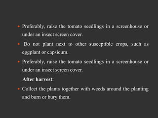  Preferably, raise the tomato seedlings in a screenhouse or
under an insect screen cover.
 Do not plant next to other susceptible crops, such as
eggplant or capsicum.
 Preferably, raise the tomato seedlings in a screenhouse or
under an insect screen cover.
After harvest:
 Collect the plants together with weeds around the planting
and burn or bury them.
 