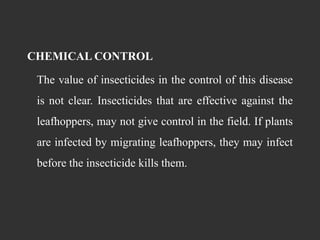 CHEMICAL CONTROL
The value of insecticides in the control of this disease
is not clear. Insecticides that are effective against the
leafhoppers, may not give control in the field. If plants
are infected by migrating leafhoppers, they may infect
before the insecticide kills them.
 