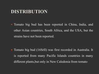 DISTRIBUTION
 Tomato big bud has been reported in China, India, and
other Asian countries, South Africa, and the USA, but the
strains have not been reported.
 Tomato big bud (16SrII) was first recorded in Australia. It
is reported from many Pacific Islands countries in many
different plants,but only in New Caledonia from tomato
 